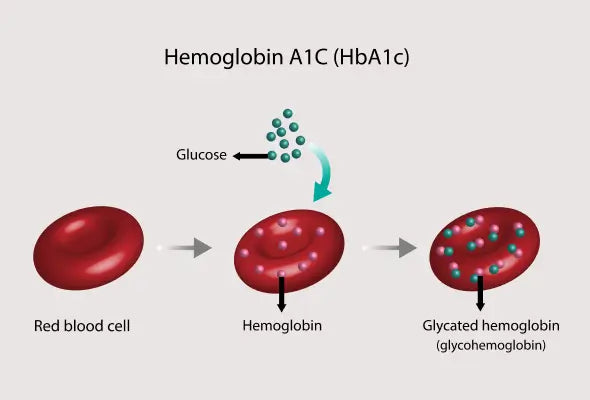 HbA1c (Glycated Hemoglobin)